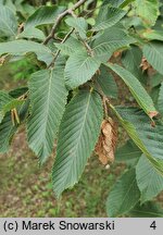 Ostrya japonica (chmielograb japoński)