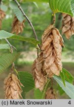 Ostrya japonica (chmielograb japoński)