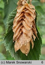 Ostrya japonica (chmielograb japoński)