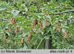 Ostrya japonica (chmielograb japoński)