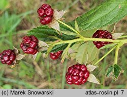 Rubus nessensis (jeżyna lochneseńska)