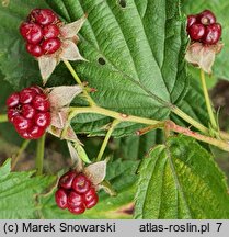 Rubus nessensis (jeżyna lochneseńska)