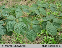 Rubus nessensis (jeżyna lochneseńska)