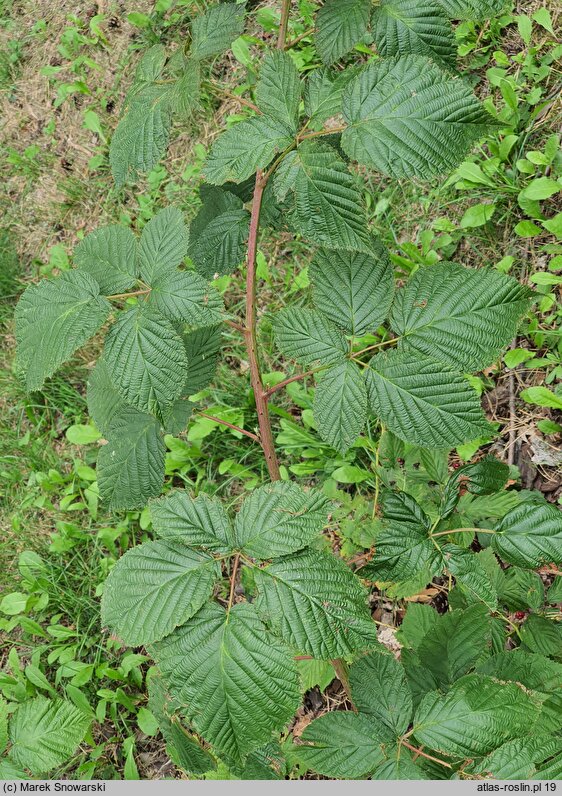 Rubus nessensis (jeżyna lochneseńska)