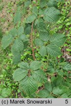 Rubus nessensis (jeżyna lochneseńska)