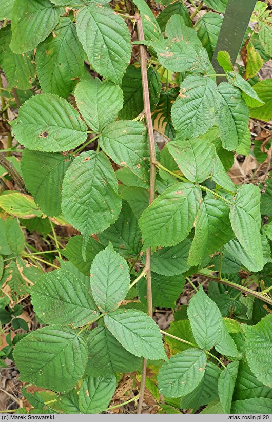 Rubus canadensis (jeżyna kanadyjska)