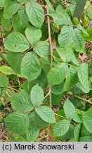 Rubus canadensis (jeżyna kanadyjska)