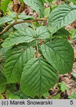 Rubus canadensis (jeżyna kanadyjska)