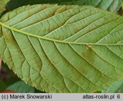 Rubus canadensis (jeżyna kanadyjska)