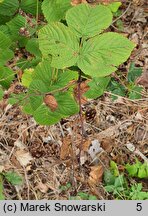 Rubus canadensis (jeżyna kanadyjska)