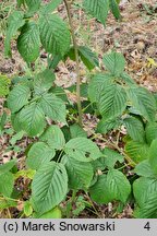 Rubus canadensis (jeżyna kanadyjska)