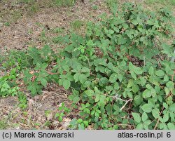 Rubus pfuhlianus (jeżyna Pfuhla)