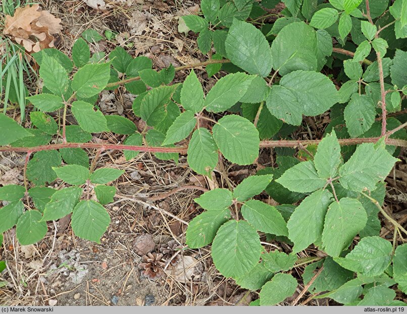 Rubus pfuhlianus (jeżyna Pfuhla)