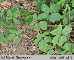 Rubus pfuhlianus (jeżyna Pfuhla)