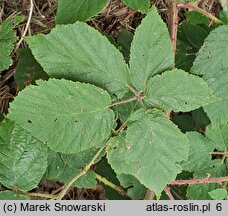 Rubus pfuhlianus (jeżyna Pfuhla)