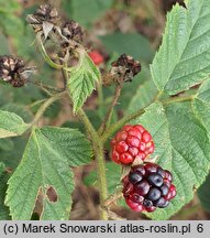 Rubus pfuhlianus (jeżyna Pfuhla)