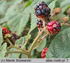 Rubus pfuhlianus (jeżyna Pfuhla)