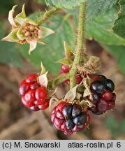 Rubus pfuhlianus (jeżyna Pfuhla)