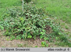 Rubus gallinimontanus (jeżyna kogucia)