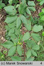 Rubus gallinimontanus (jeżyna kogucia)