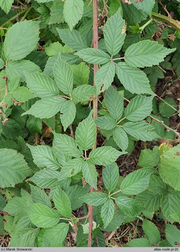 Rubus gallinimontanus (jeżyna kogucia)