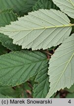 Rubus gallinimontanus (jeżyna kogucia)