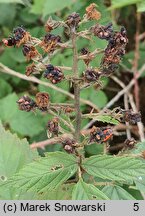 Rubus gallinimontanus (jeżyna kogucia)