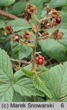 Rubus gallinimontanus (jeżyna kogucia)