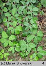 Rubus gallinimontanus (jeżyna kogucia)