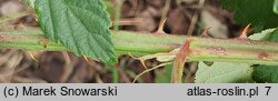 Rubus gallinimontanus (jeżyna kogucia)