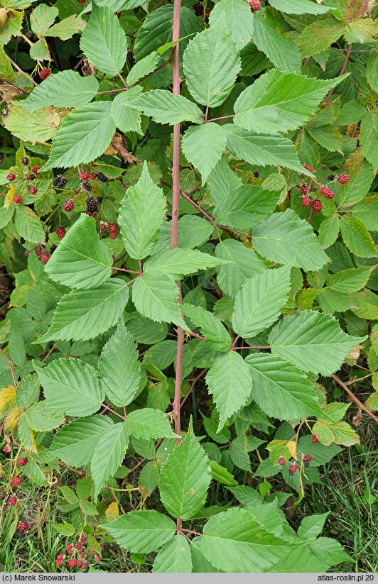 Rubus sulcatus (jeżyna bruzdowana)