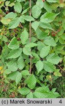 Rubus sulcatus (jeżyna bruzdowana)