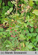 Rubus sulcatus (jeżyna bruzdowana)