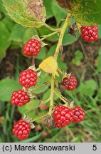 Rubus sulcatus (jeżyna bruzdowana)