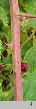 Rubus sulcatus (jeżyna bruzdowana)