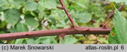 Rubus sulcatus (jeżyna bruzdowana)