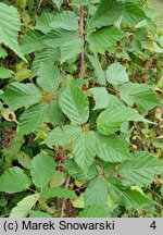 Rubus sulcatus (jeżyna bruzdowana)