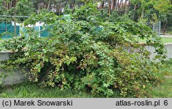 Rubus sulcatus (jeżyna bruzdowana)