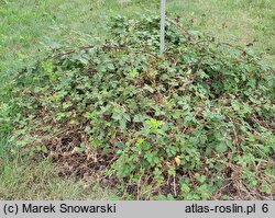 Rubus lindenbergii (jeżyna Lindenberga)