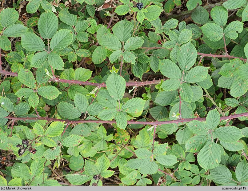 Rubus lindenbergii (jeżyna Lindenberga)