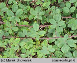 Rubus lindenbergii (jeżyna Lindenberga)