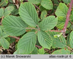 Rubus lindenbergii (jeżyna Lindenberga)