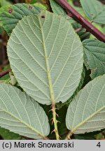 Rubus lindenbergii (jeżyna Lindenberga)