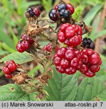 Rubus lindenbergii (jeżyna Lindenberga)