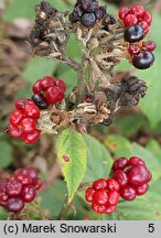 Rubus lindenbergii (jeżyna Lindenberga)