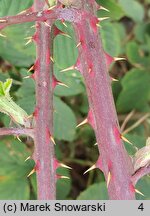 Rubus lindenbergii (jeżyna Lindenberga)