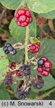 Rubus lindenbergii (jeżyna Lindenberga)