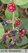 Rubus lindenbergii (jeżyna Lindenberga)