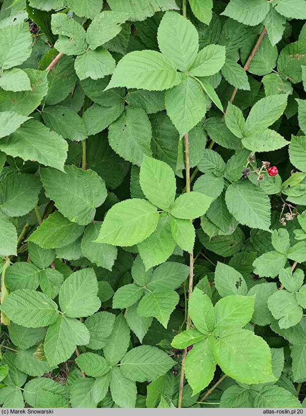 Rubus czarnunensis (jeżyna notecka)