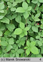 Rubus czarnunensis (jeżyna notecka)